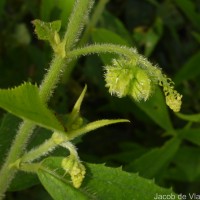 Tragia involucrata L.